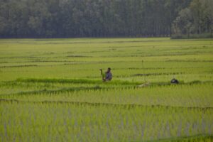 1591116199 kashmir paddy cultivation 9 e1591116372909