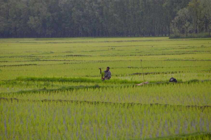 1591116199 kashmir paddy cultivation 9 e1591116372909